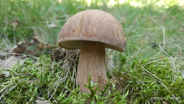 hríb dubový Boletus reticulatus Schaeff.