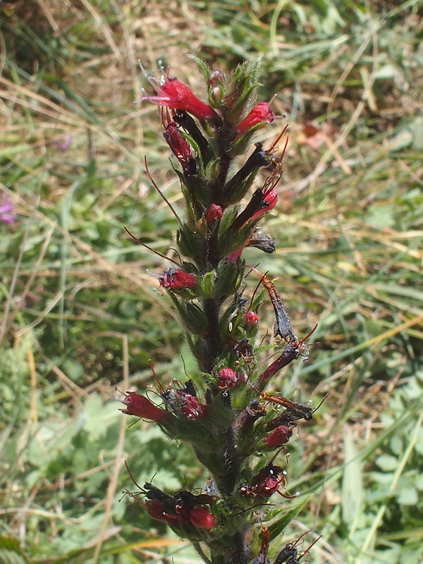 hadinec červený Echium russicum J. F. Gmel.