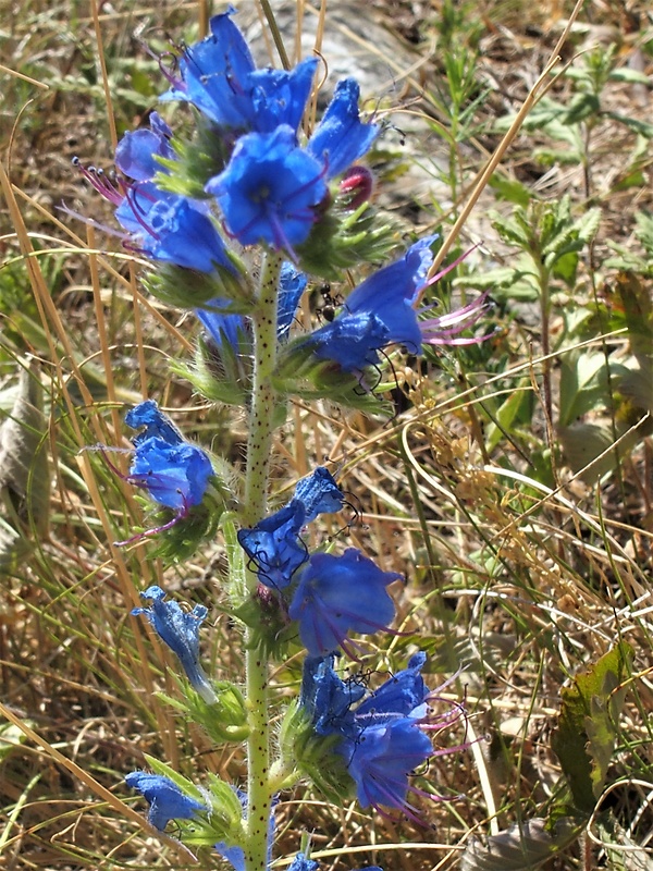 hadinec obyčajný Echium vulgare L.