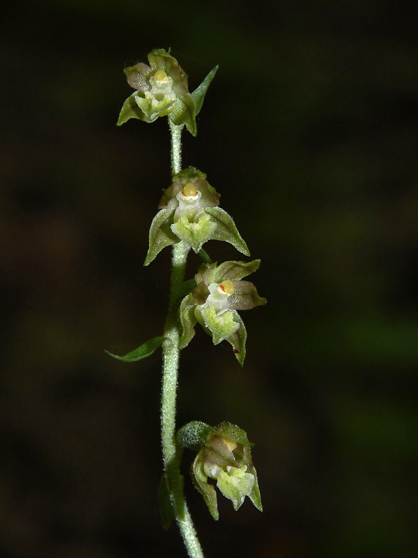 kruštík drobnolistý Epipactis microphylla (Ehrh.) Swartz