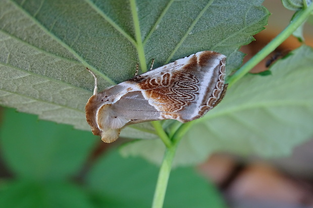 môrka bielopása Habrosyne pyritoides