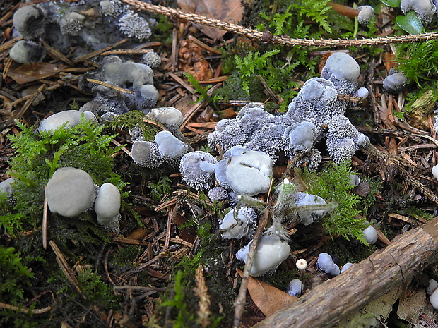 jelenkovka voňavá Hydnellum suaveolens (Scop.) P. Karst.