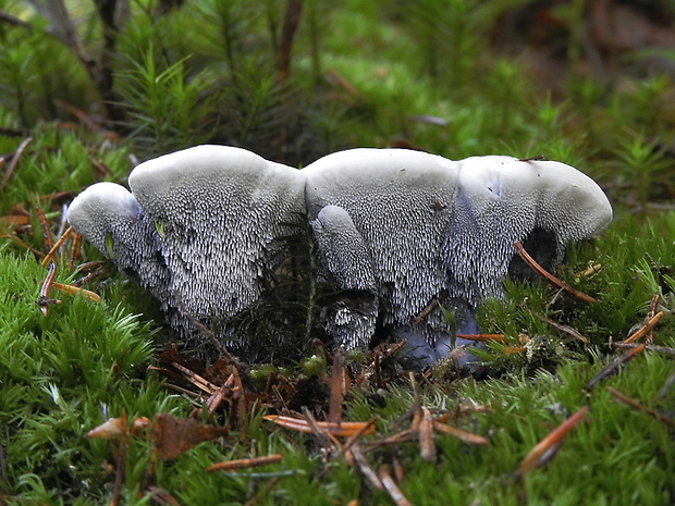 jelenkovka voňavá Hydnellum suaveolens (Scop.) P. Karst.