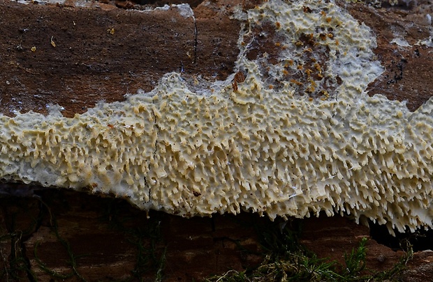 hyfodoncia mečíkatá Hyphodontia spathulata (Schrad.) Parmasto