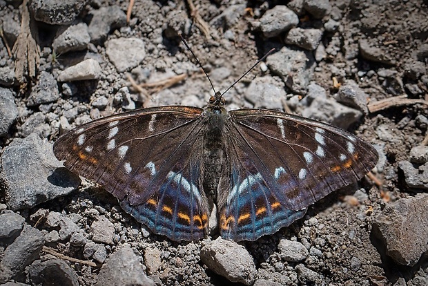 bielopásovec topoľový Limenitis populi (Linnaeus, 1758)