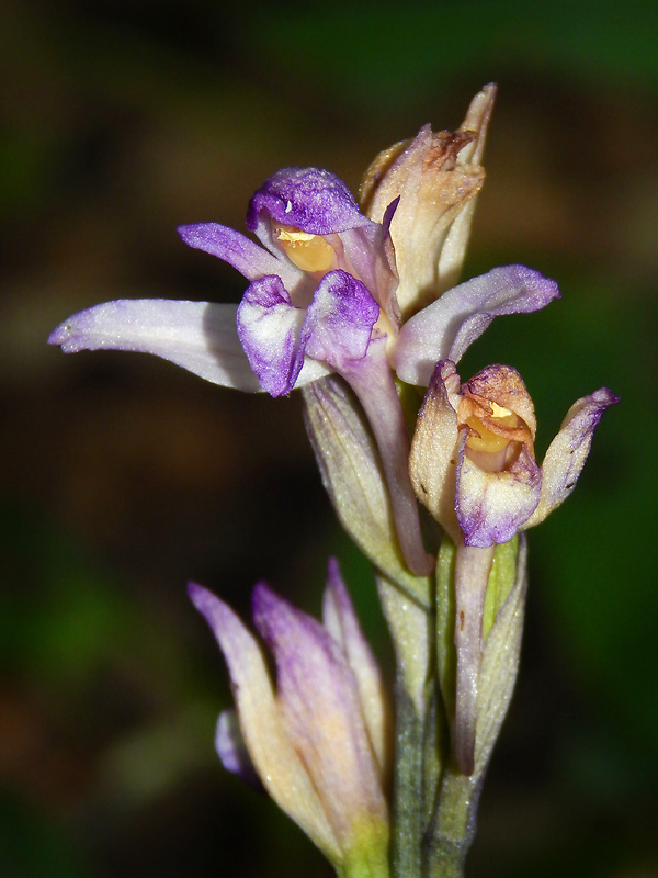 modruška pošvatá Limodorum abortivum (L.) Sw.