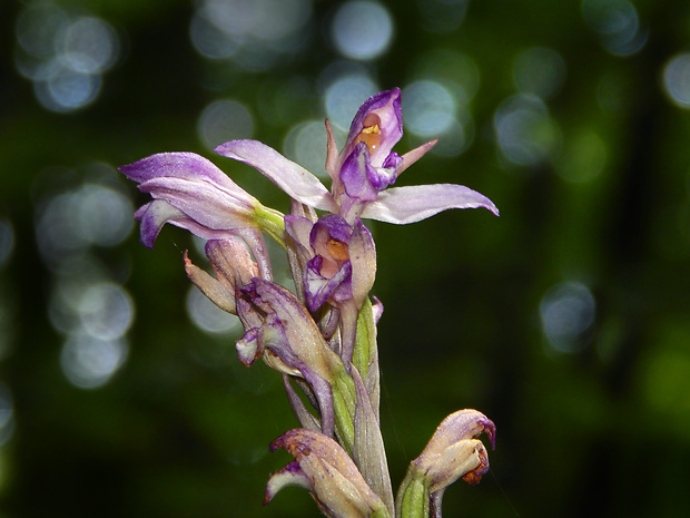 modruška pošvatá Limodorum abortivum (L.) Sw.