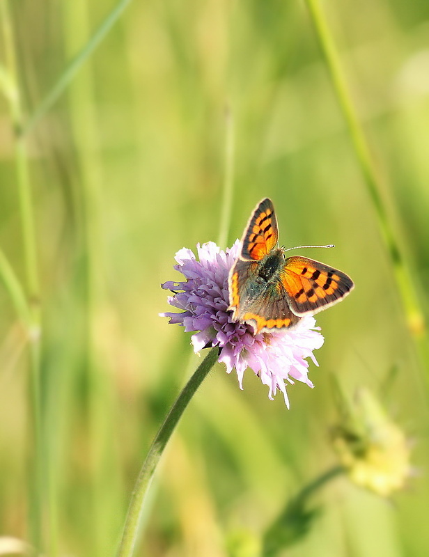 ohniváčik čiernokrídly Lycaena phlaeas