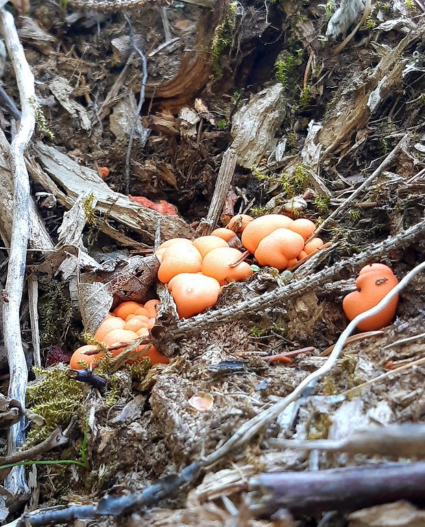 vlčinka červená Lycogala epidendrum (J.C. Buxb. ex L.) Fr.