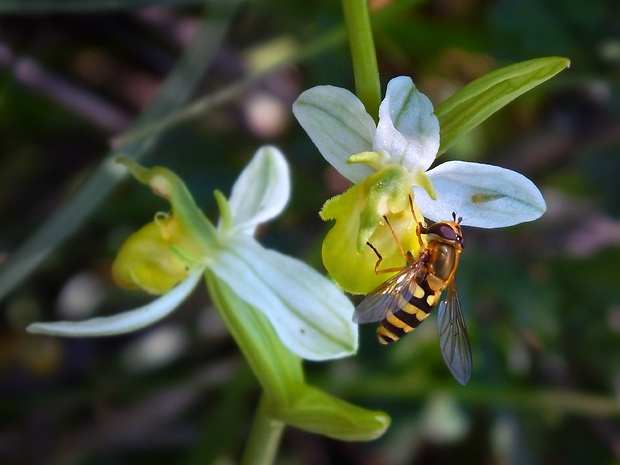 hmyzovník včelovitý Ophrys apifera Huds.