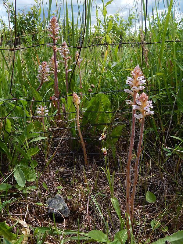 záraza horčíková Orobanche picridis F. W. Schultz