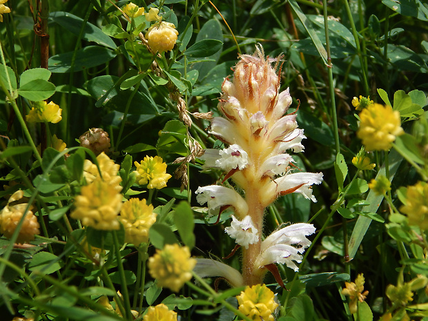 záraza horčíková Orobanche picridis F. W. Schultz