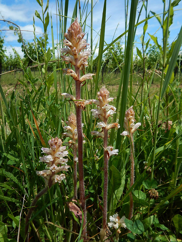 záraza horčíková Orobanche picridis F. W. Schultz