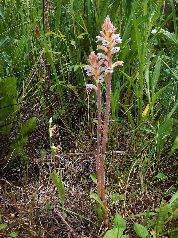 záraza horčíková Orobanche picridis F. W. Schultz