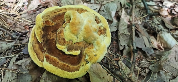 hnedák Schweinitzov Phaeolus schweinitzii (Fr.) Pat.