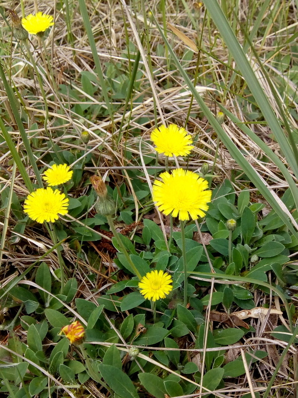 chlpánik obyčajný Pilosella officinarum F. W. Schultz et Sch. Bip.