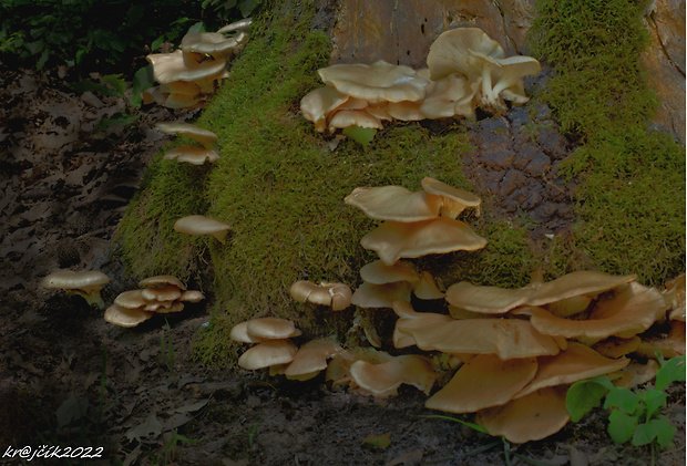 hliva lievikovitá Pleurotus cornucopiae (Paulet) Rolland