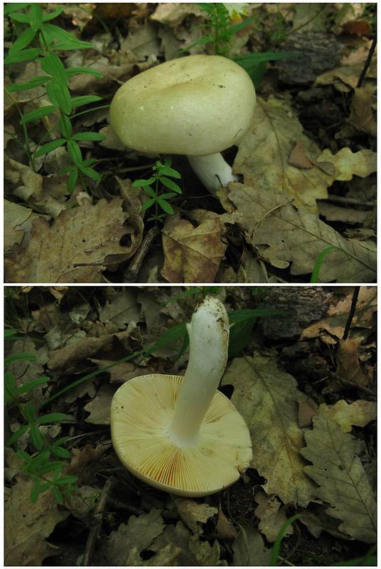 plávka  Russula rubroalba var. albocretacea (J. Blum) Bon