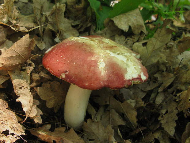 plávka červenobiela Russula rubroalba (Singer) Romagn.