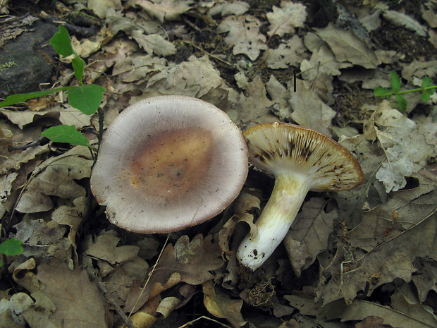 plávka mandľová Russula vesca Fr.