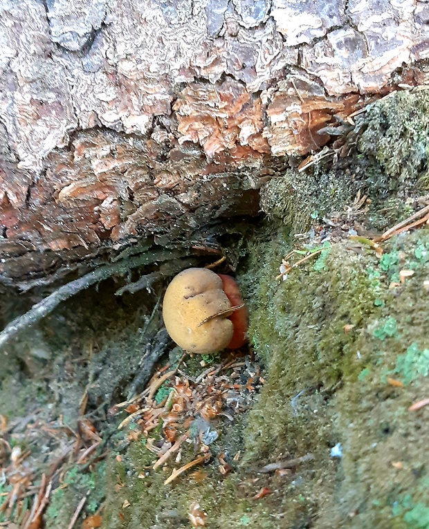 hríb zrnitohlúbikový Sutorius luridiformis (Rostk.) G. Wu & Zhu L. Yang