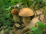 boletus reticulatus + Boletus aereus