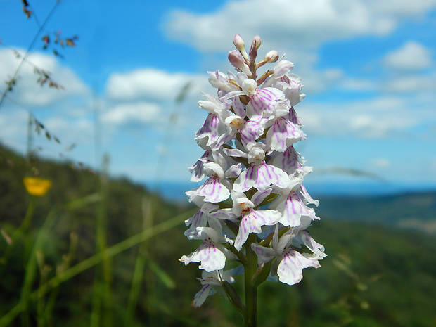 vstavačovec fuchsov soóov Dactylorhiza fuchsii subsp. sooana (Borsos) Borsos