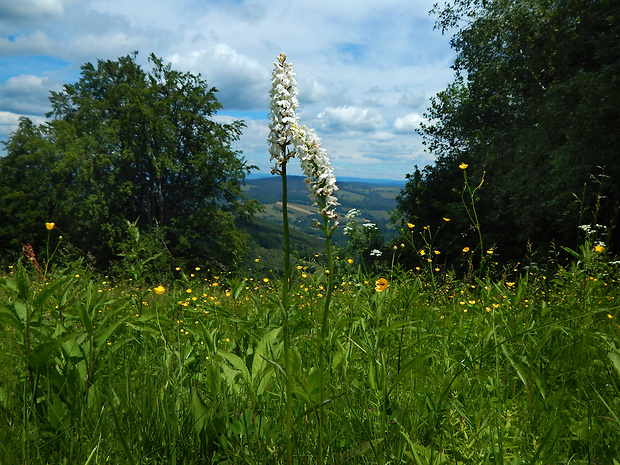 vstavačovec fuchsov soóov Dactylorhiza fuchsii subsp. sooana (Borsos) Borsos