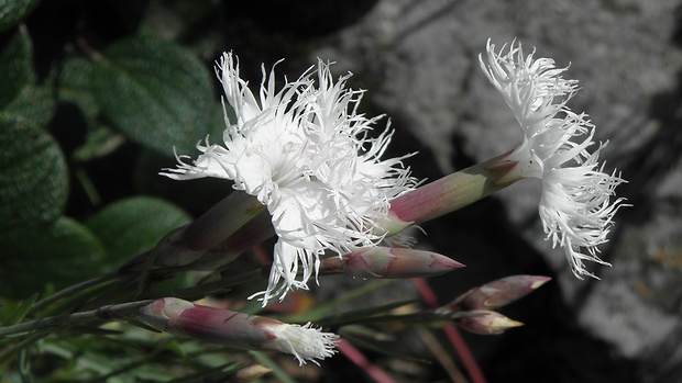 klinček včasný Dianthus praecox Kit.
