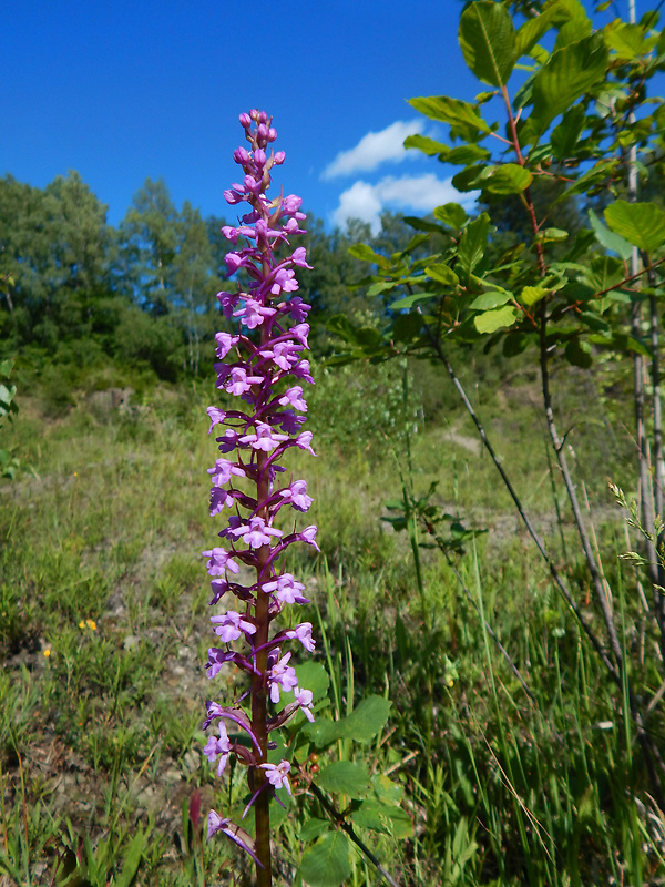 päťprstnica obyčajná Gymnadenia conopsea (L.) R. Br.