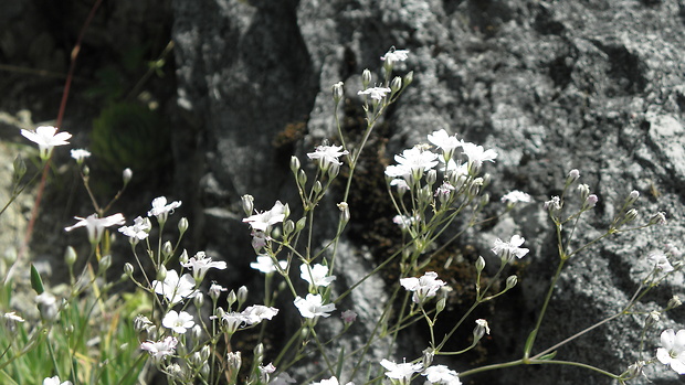 gypsomilka plazivá Gypsophila repens L.