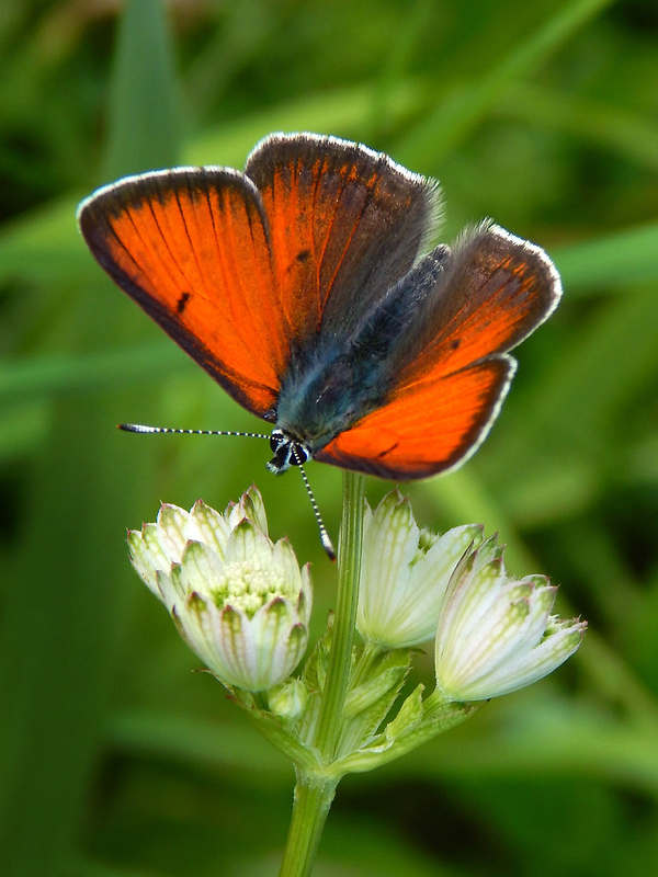 ohniváčik štiavový Lycaena hippothoe