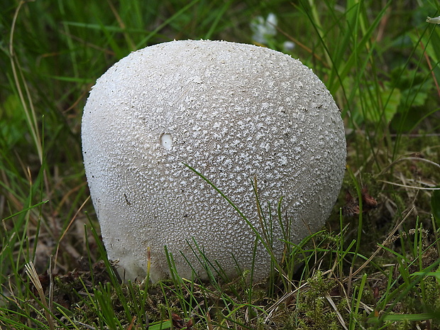 rozpadavec dlabaný Lycoperdon utriforme Bull.