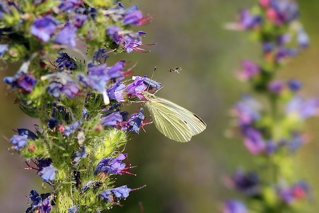 mlynárik repový Pieris rapae