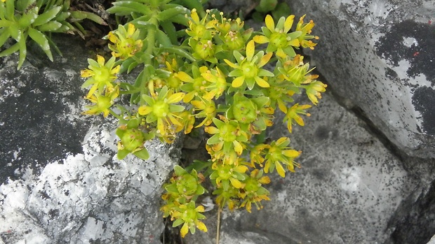 lomikameň vždyzelený Saxifraga aizoides L.