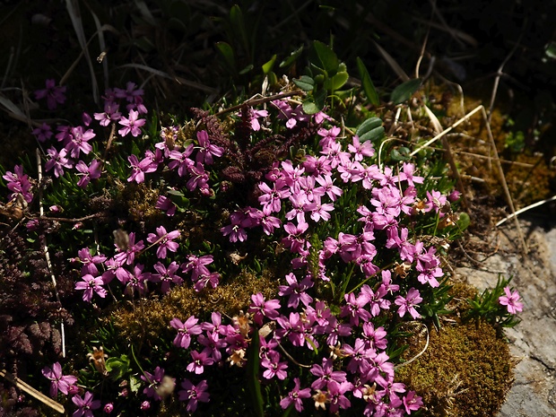 silenka bezbyľová Silene acaulis (L.) Jacq.