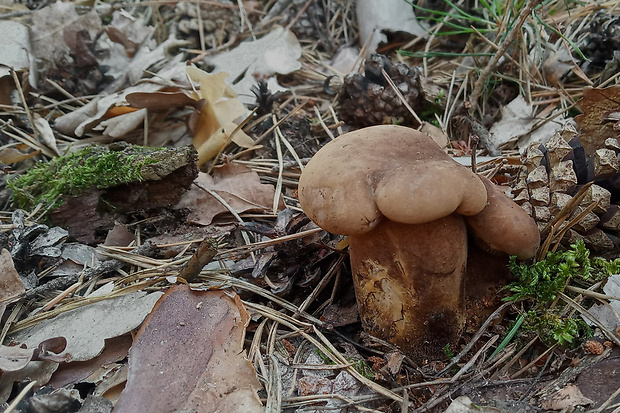 čechračka tmavohlúbiková Tapinella atrotomentosa (Batsch) Šutara