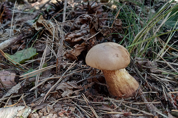 podhríb žlčový Tylopilus felleus (Bull.) P. Karst.