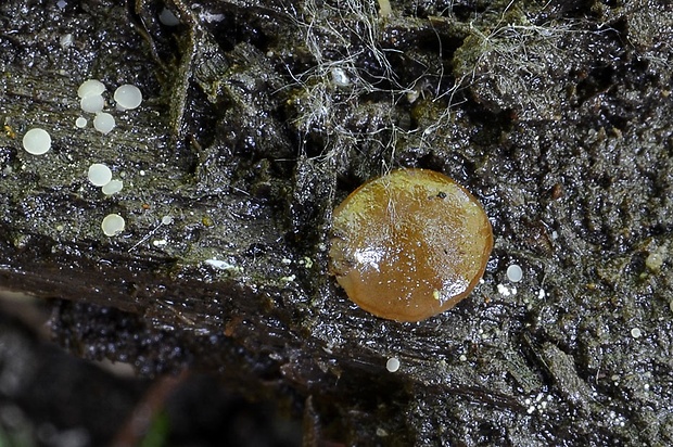 hrubatka Babingtonova Adelphella babingtonii (Berk. & Broome) Pfister, Matočec & I. Kušan