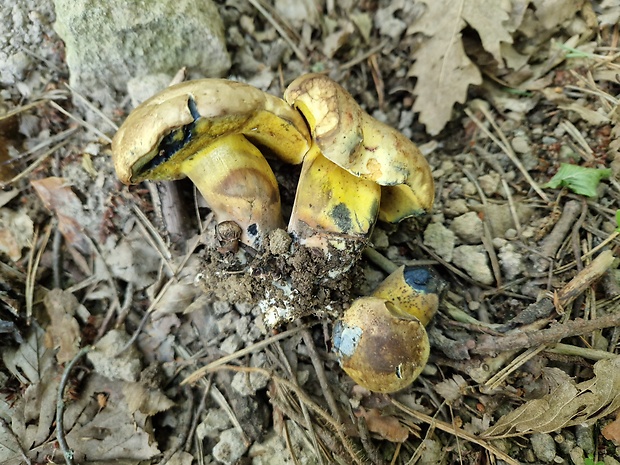 hríb modrejúci Cyanoboletus pulverulentus (Opat.) Gelardi, Vizzini & Simonini