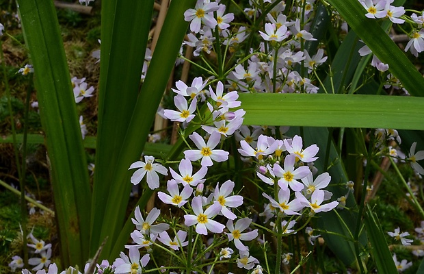 perutník močiarny Hottonia palustris L.