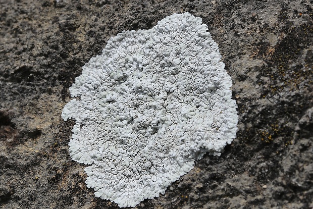 lekanora Lecanora sp.