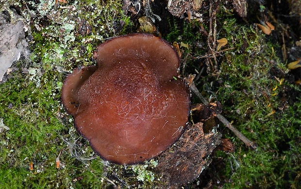 čiaška purpurová Purpureodiscus subisabellinus (Le Gal) Van Vooren