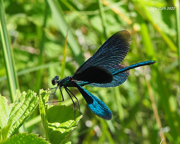 hadovka obyčajná  Calopteryx virgo