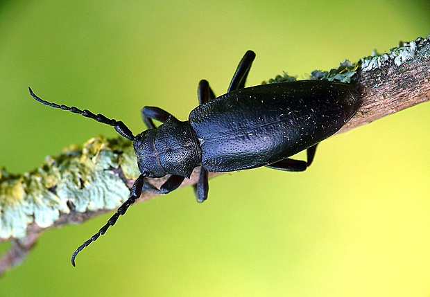 fuzáč čierny Carinatodorcadion aethiops