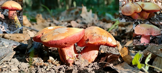 rubínovec obyčajný Chalciporus rubinus (W.G. Sm.) Singer