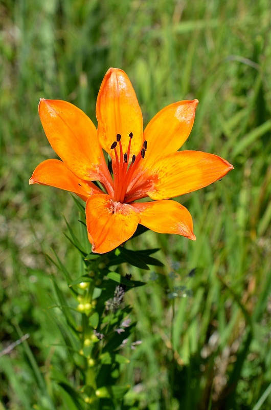 ľalia cibuľkonosná Lilium bulbiferum L.