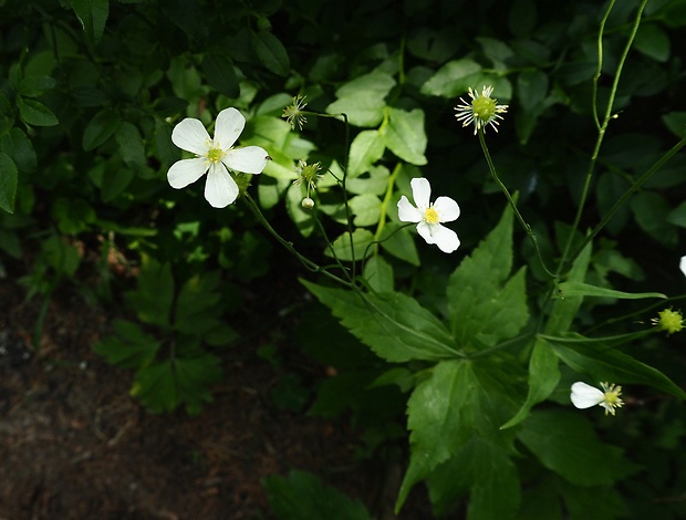 iskerník platanolistý Ranunculus platanifolius L.