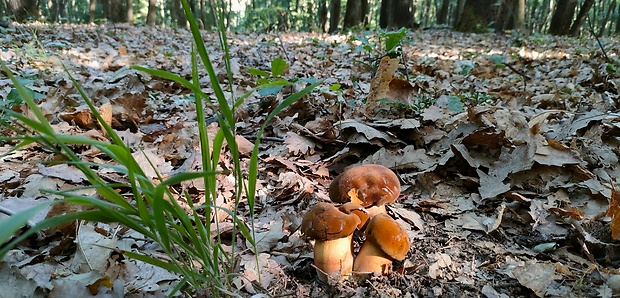 hríb zrnitohlúbikový Sutorius luridiformis (Rostk.) G. Wu & Zhu L. Yang