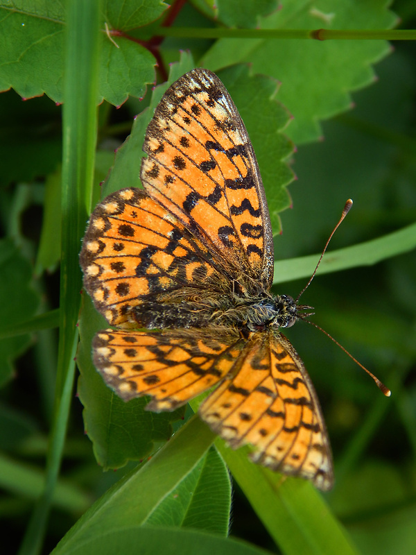 perlovec jahodníkový Boloria euphrosyne